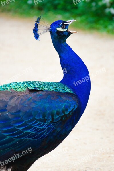 Peacock Bird Blue Iridescent Males