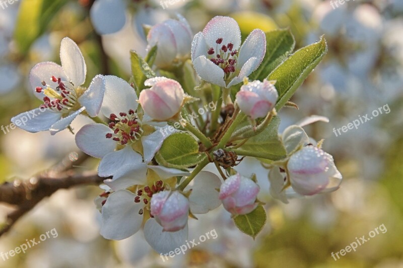 Apple Blossom Flowers Apple Tree Flowers Apple Tree Spring