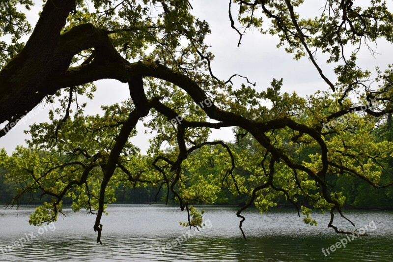 Tree Lake Loneliness Landscape Silent