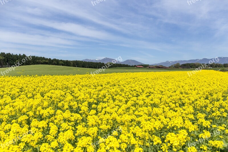 Rape Blossoms Flowers Spring Yellow Japan