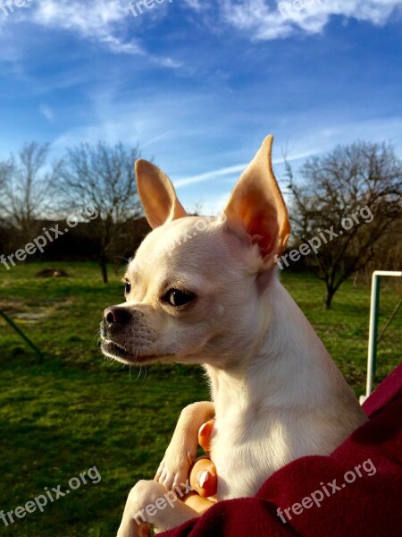 Dog Chihuahua Puppy Nature Free Photos