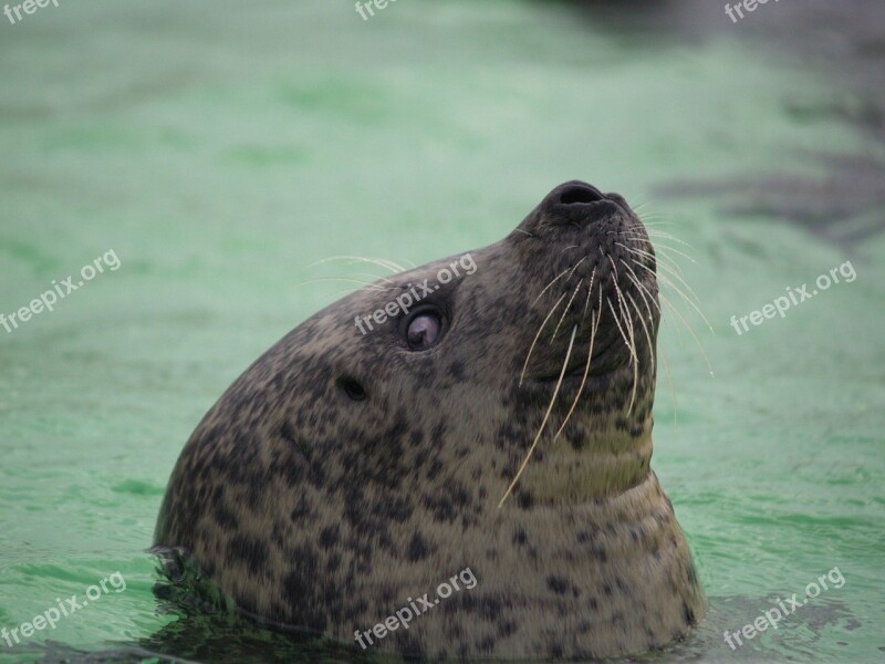 Seal Whiskers Eyes Skin Water