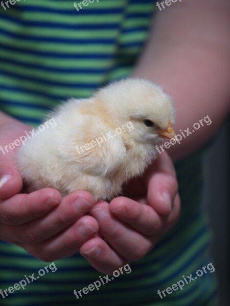 Chick Hands Love Animals Beak