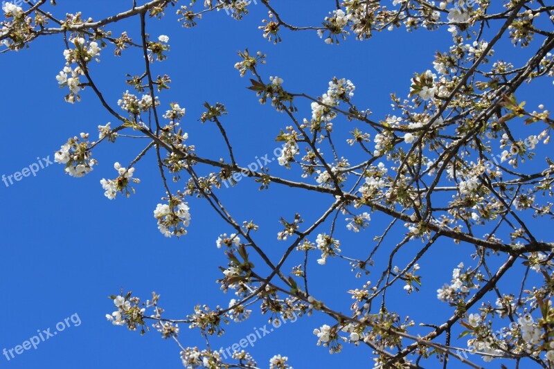 Cherry Trees Blue Sky Spring Free Photos