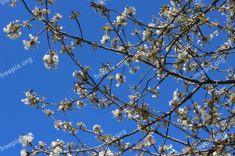 Cherry Trees Blue Sky Spring Free Photos