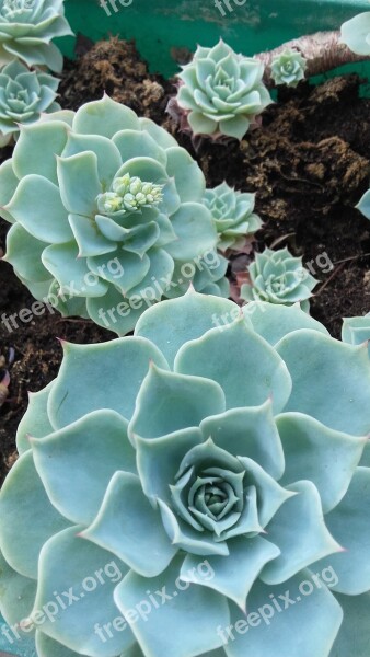 Flower Echeveria Plants Crassulaceae Family Succulent