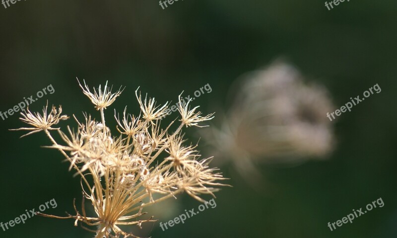 Green Grasses Forest Nature Plant