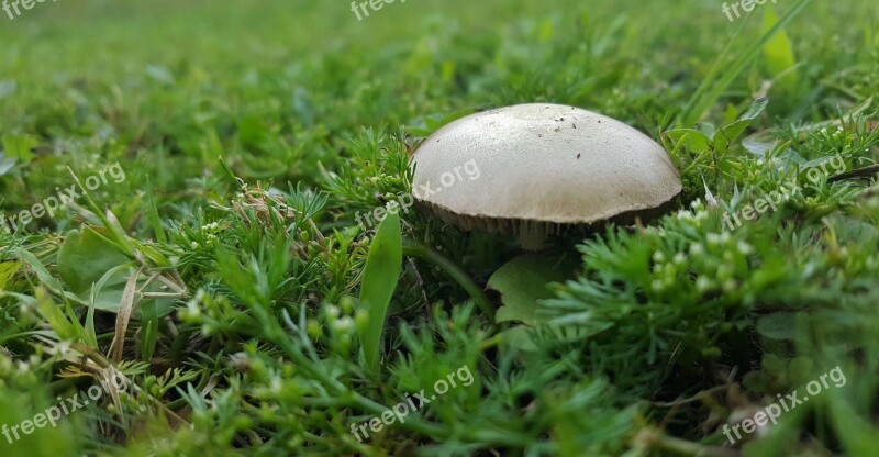 Mushroom Toadstool Fungi Fungus Plant