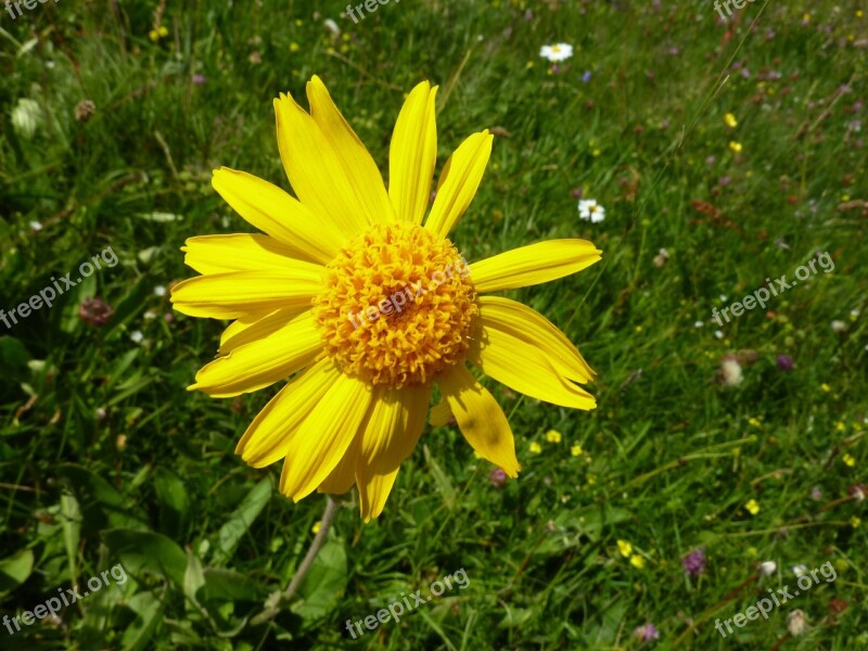 Arnica Markstein Flowers Mountain Flower Vosges Free Photos