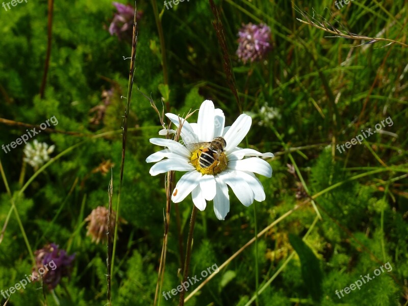 Marguerite Bee Honey Forage Pollen