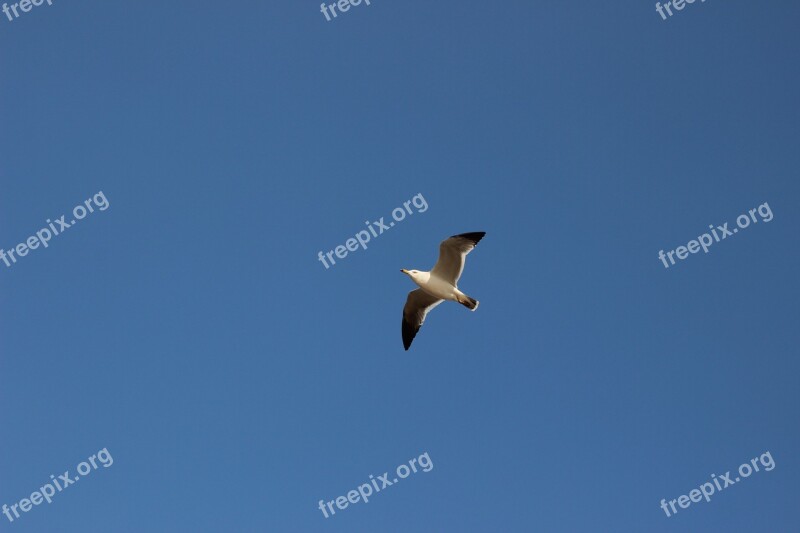 The Scenery Seagull Sky Flight Open Wings