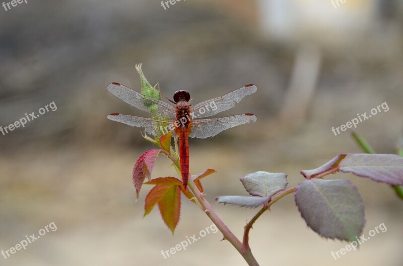 Dragon Fly Nature Rose Bud Free Photos