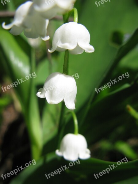 Flower Lily Of The Valley Nature Summer White