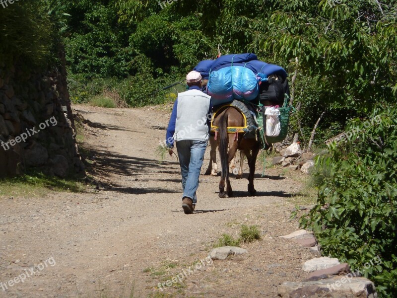 Mule Muleteer Road Morocco Outdoors