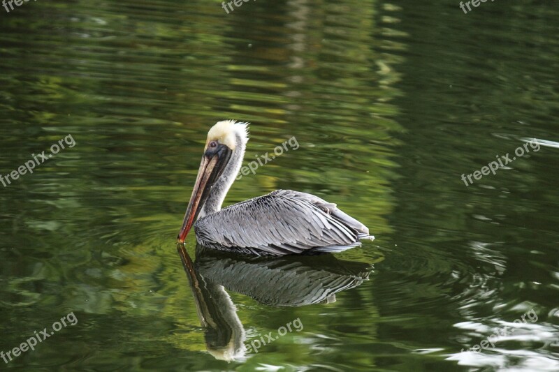 Pelican Bird Pond Water Nature