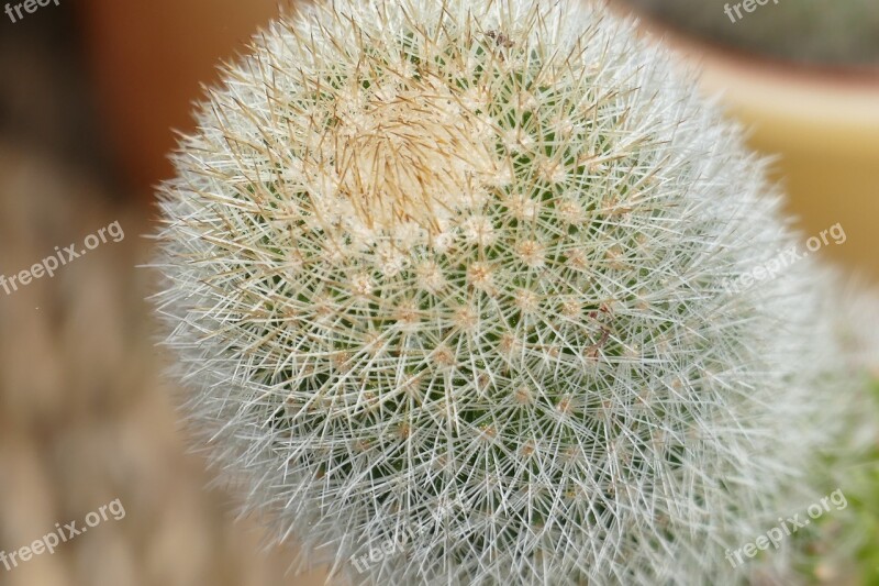 Cactus Close Up Plant Prickly Thorns