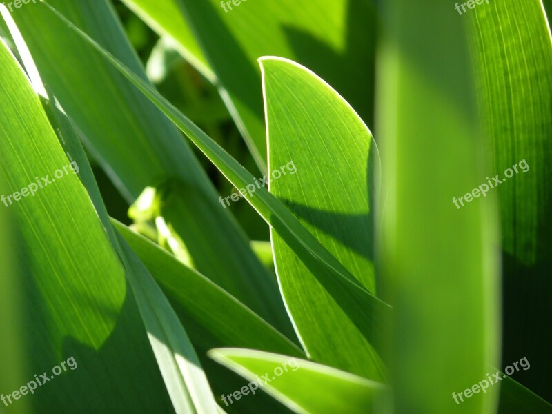 Leaf Foliage Iris Garden Light