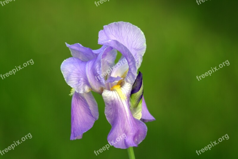 Iris Violet Blue Flower Cup