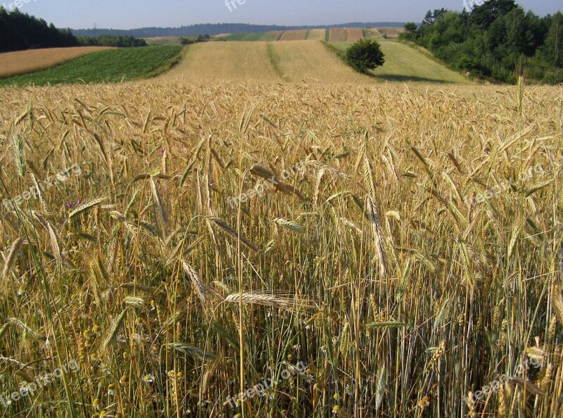 Corn Rye Ears Field Crops Agriculture