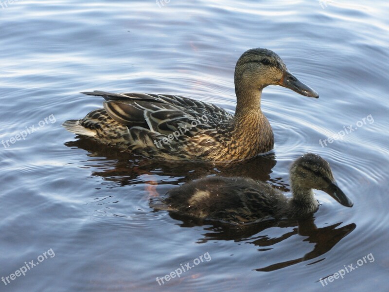 Bird Duck Nature Cub Water