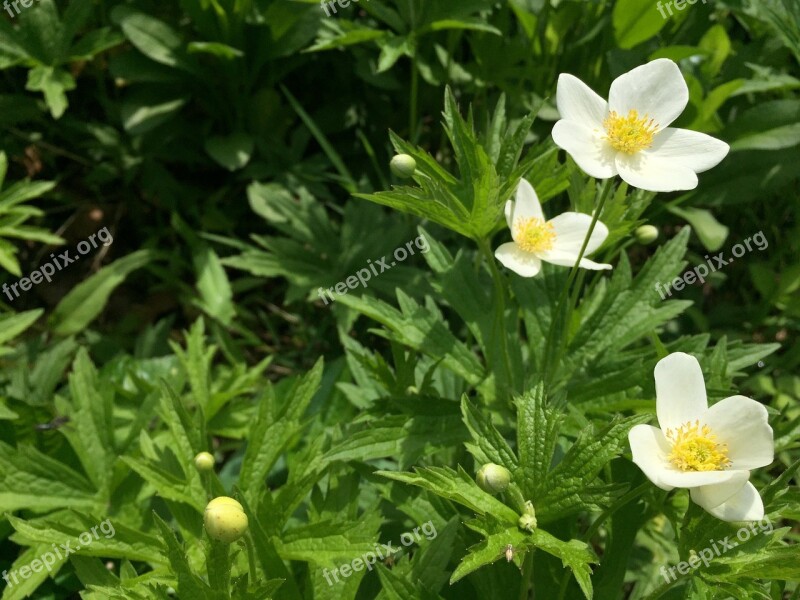 White Flower Blooms Beautiful Blossom White