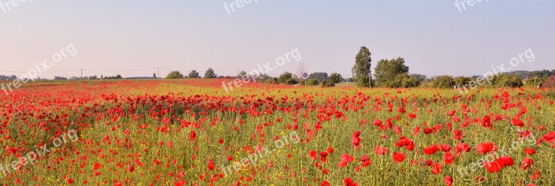 Poppy Field Nature Red Flower Poppy Field