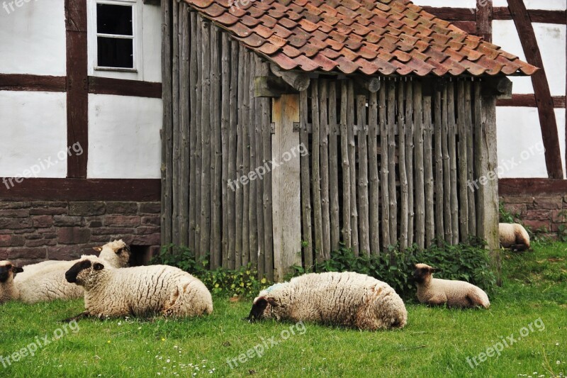 Sheep Sheep Barn Farm Timbered Barn Lunch Break