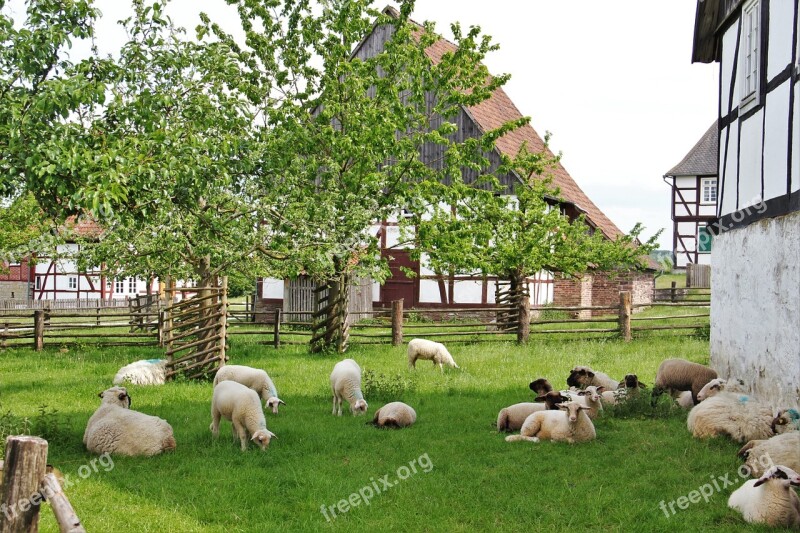 Bentheim Landrace Sheep Westphalian Black Head Sheep Lambs Farm Sheep