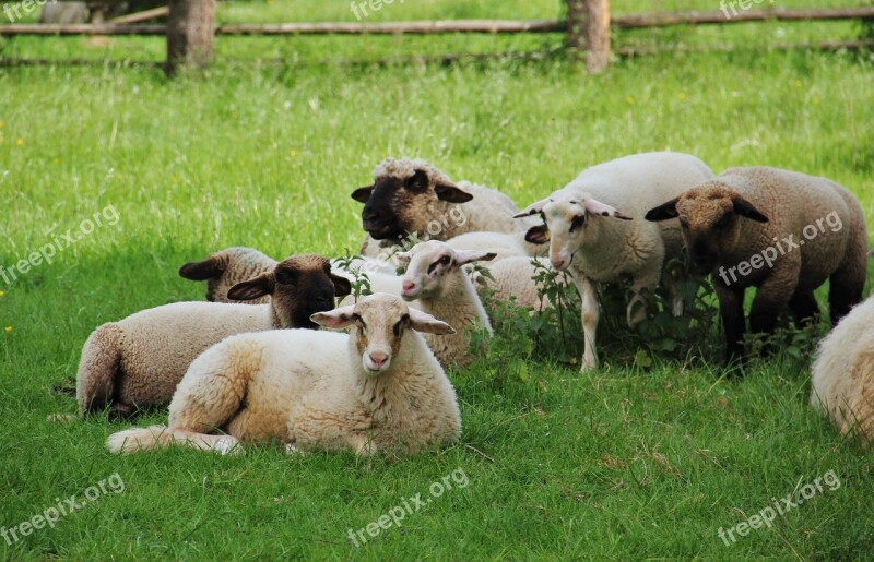 Sheep Lambs Flock Of Sheep Animal Children Spring