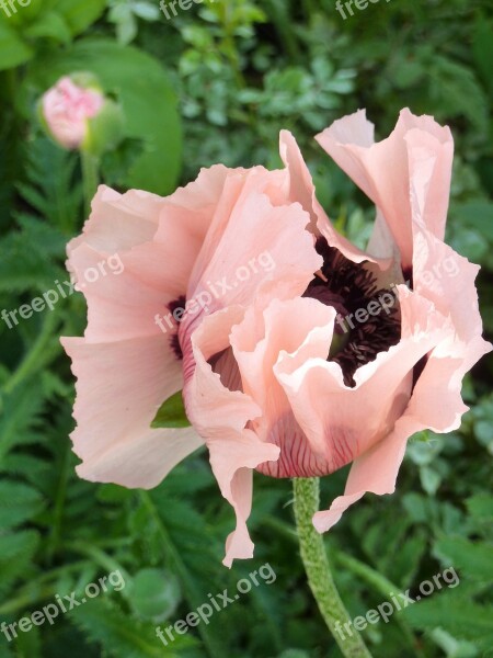 Klatschmohn Bud Buds Drive Poppy Nature