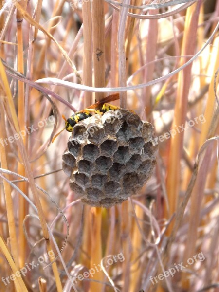 Wasps' Nest Wasp Hexagon Natural Architecture Nest