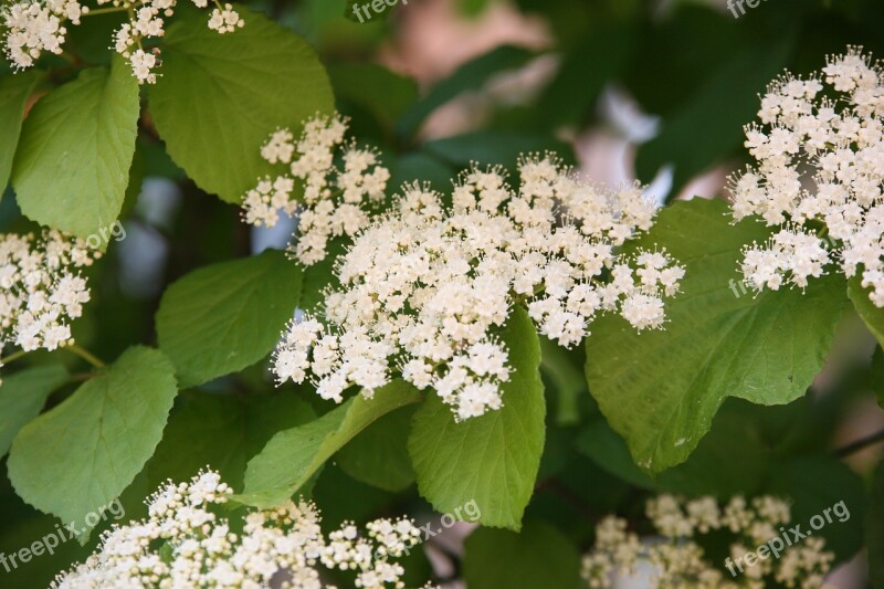 Deolkkwong Trees Gamaksal Trees Bracing White Sugar Tree Flowers Wood