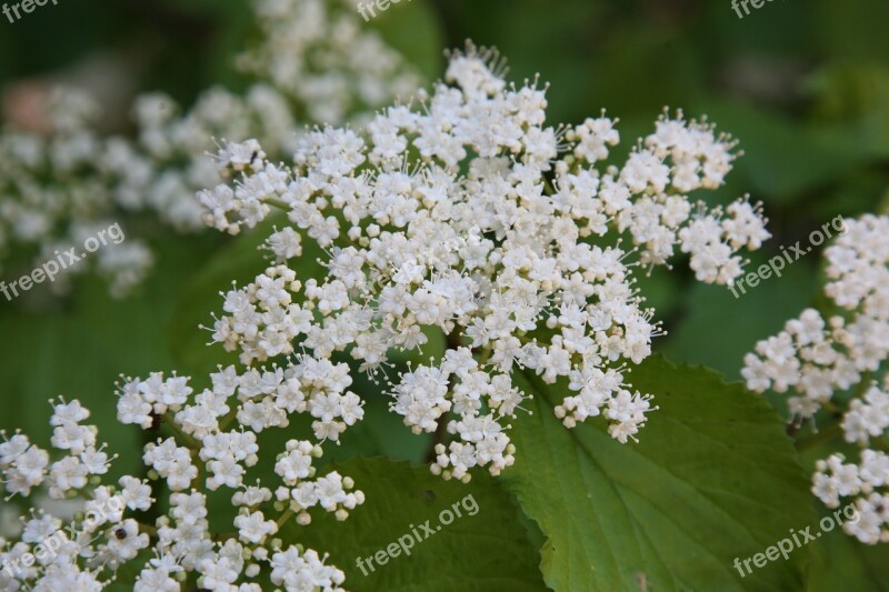 Deolkkwong Trees Gamaksal Trees Bracing White Sugar Tree Flowers Wood