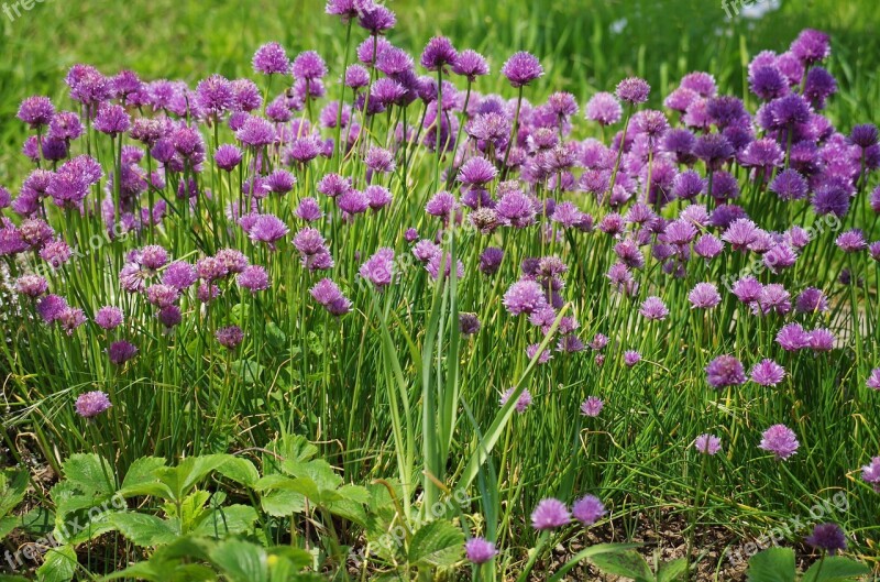 Chives Flower Onions Free Photos