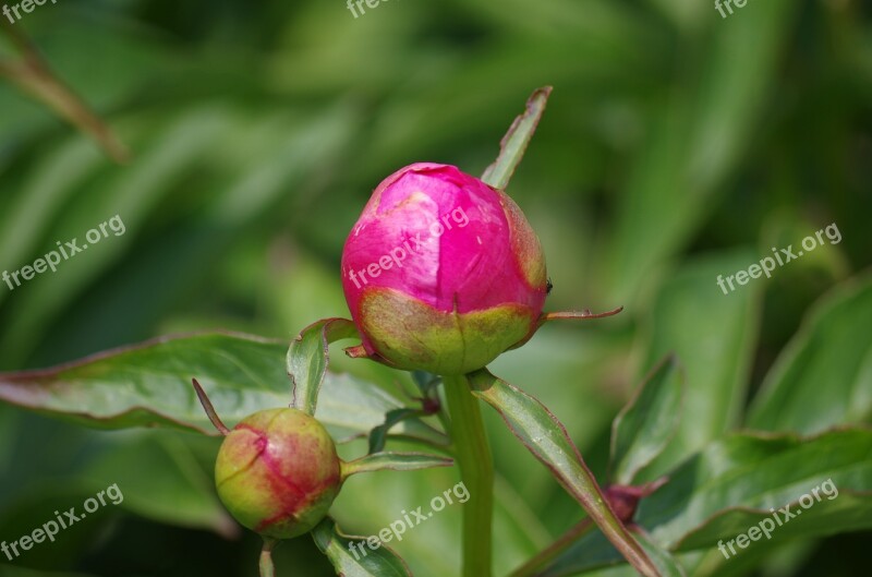 Flower The Puck Bud Garden Free Photos