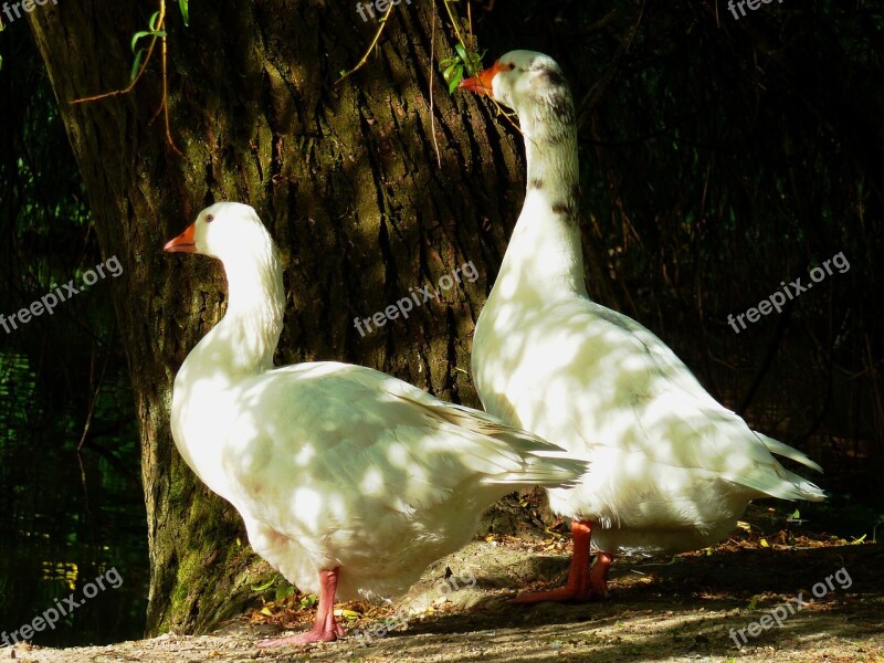 Goose Duck Bird Goose Family House-goose Swan Goose