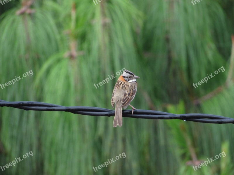 Bird Cuenca Ecuador Gray Green