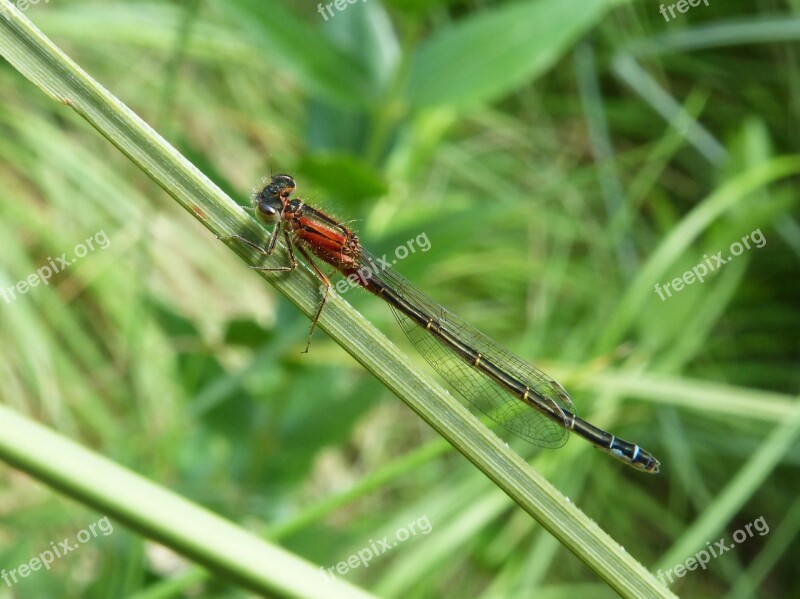 Dragonfly Red Insect Beauty Red Dragonfly