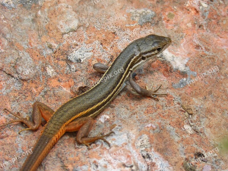 Lizard Sargantana Scales Detail Rock