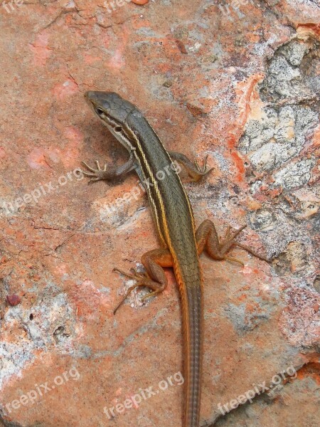 Lizard Sargantana Rock Reptiles Red