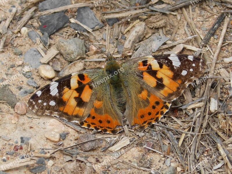 Vanessa Cardui Vanesa From Thistles Butterfly Lepidopteran Free Photos