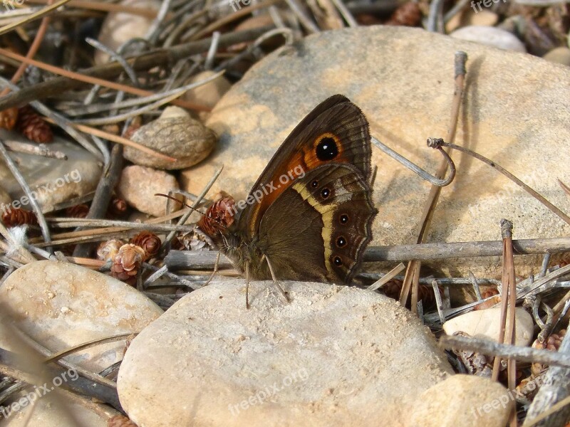 Pyronia Bathseba Butterfly Lobito List Free Photos