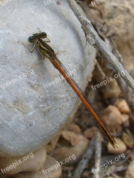 Dragonfly Red Dragonfly Blue Eyes Beauty Ephemeroptera