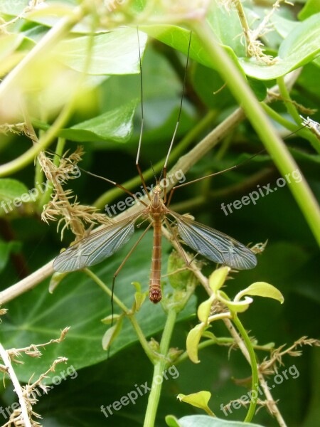 Mosquito Detail Sting Insect Annoying