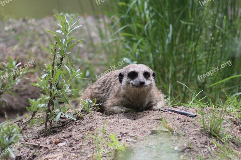 Meerkat Mammals Fur Curious Tiergarten