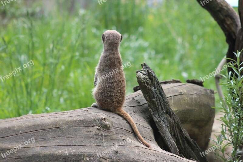 Meerkat Mammals Fur Curious Tiergarten