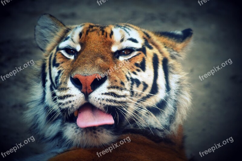 Tiger Language Feline Predator Free Photos