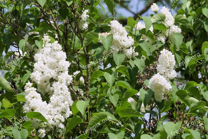 Flowers Lilac White Spring Garden