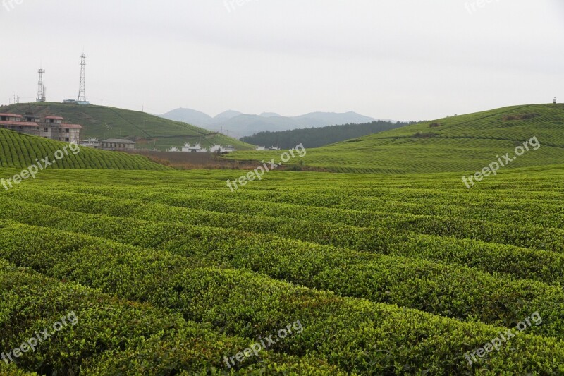 China Hunan Fenghuang Tea Garden Free Photos