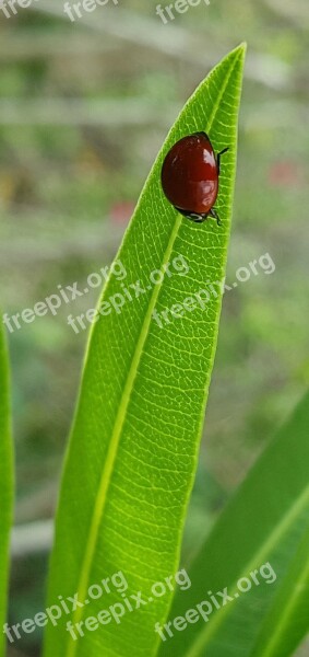 Polished Lady Beetle Lady Beetle Ladybug Bug Beetle